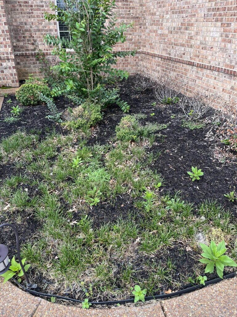 Landscaping Services before removal of weeds, old bushes, and shrubs