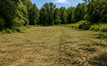 Freshly cleared land after professional bush hogging service